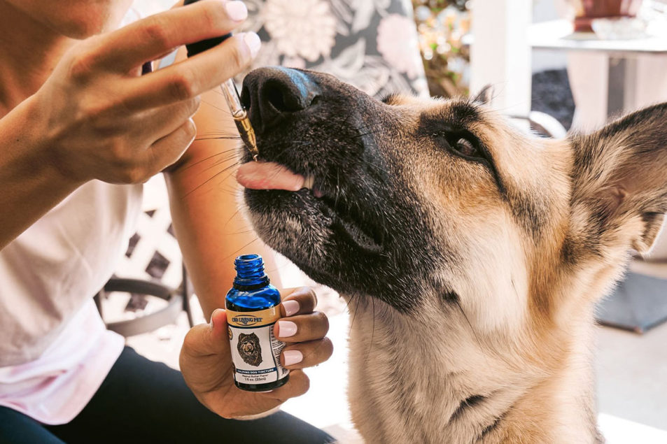 cbd dog treats for anxiety
