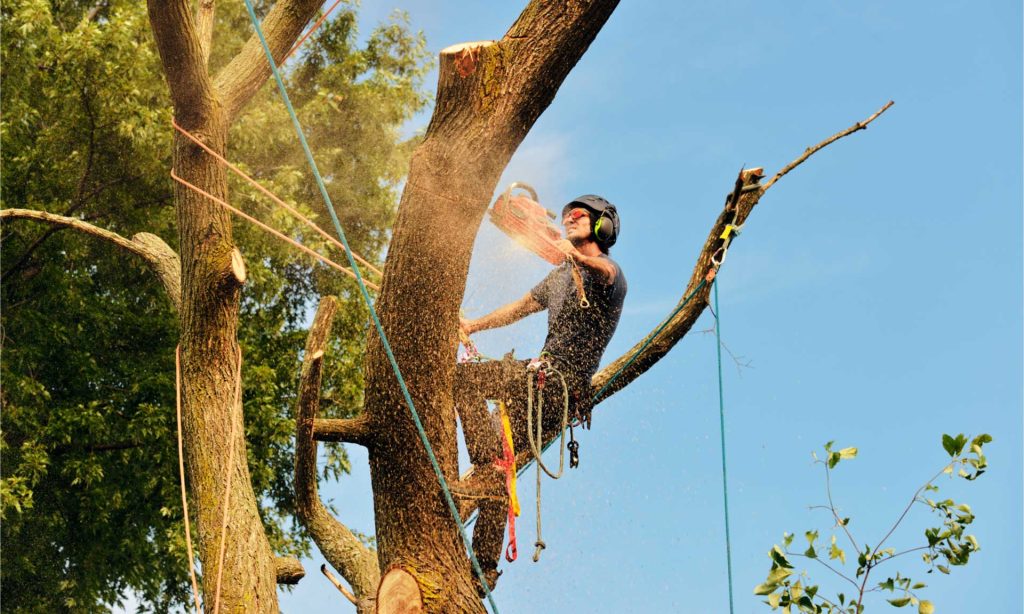 Tree Care Services