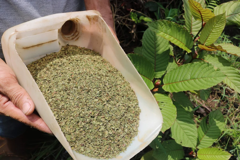 Kratom Strains